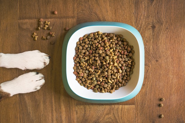 Fra butik til web: Sammenlign de nyeste tilbud på hundefoder